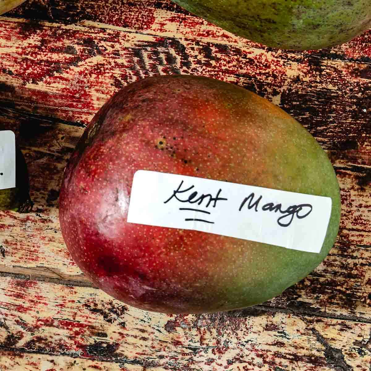 Kent Mango.