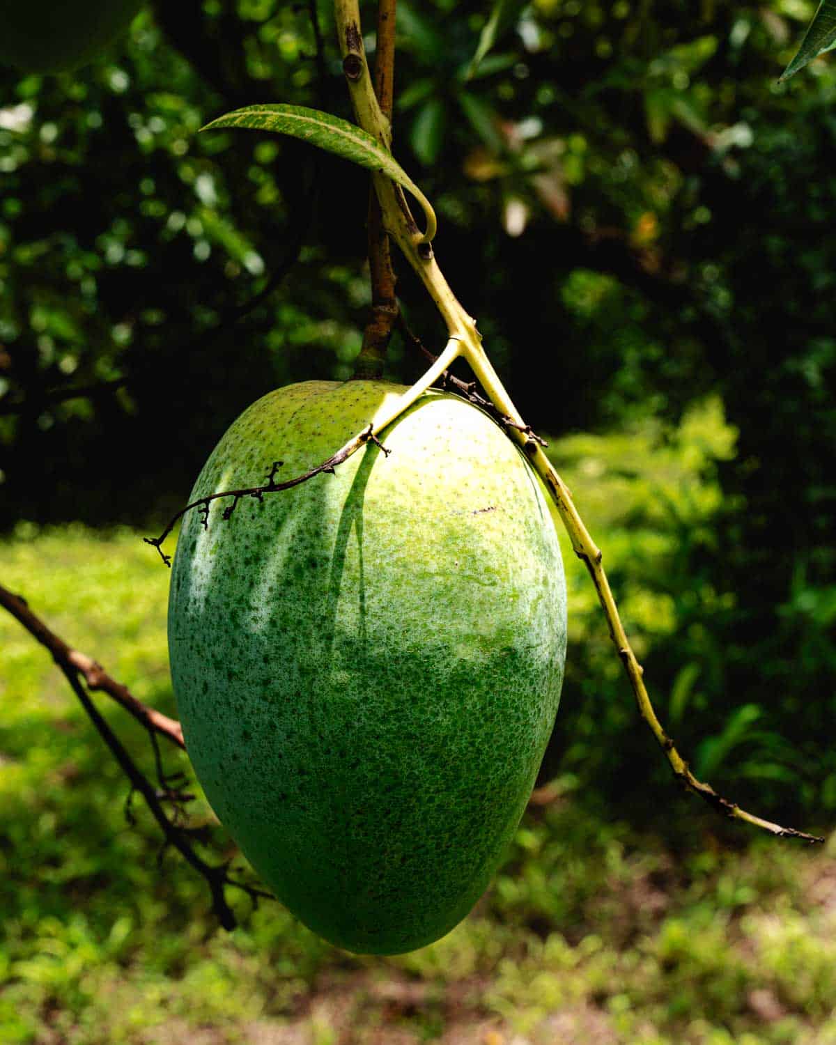 Avocado growing on a tree in Florida.