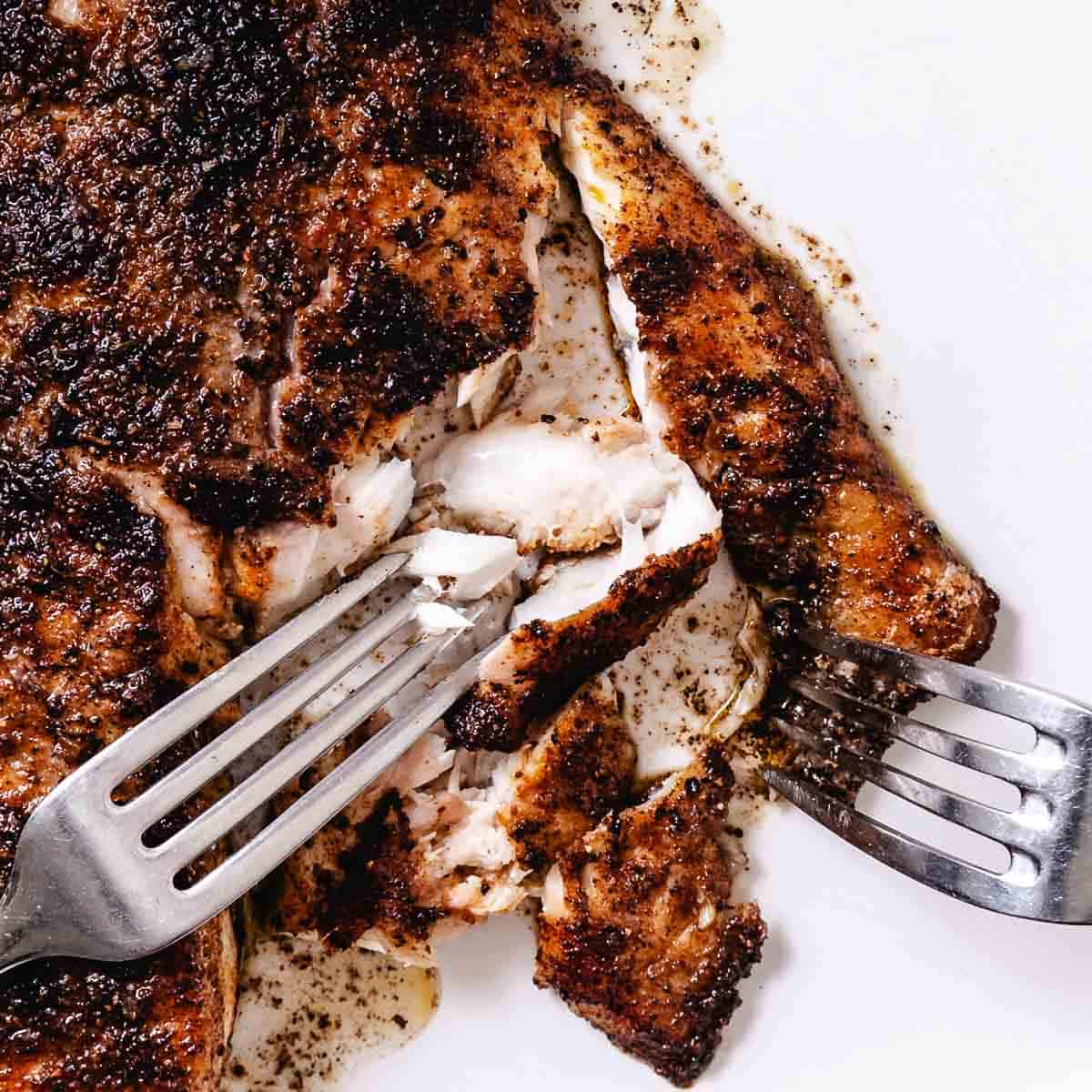 Blackened snapper flaking apart with two forks after cooking