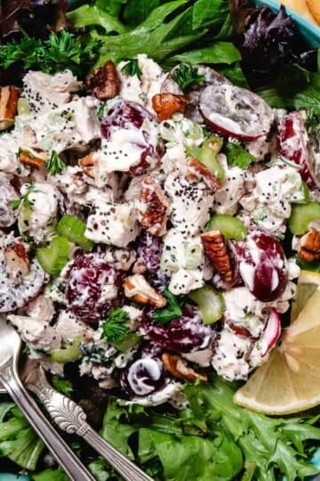 Close-up of Sonoma chicken salad with diced chicken, halved grapes, celery, pecans, and poppyseed dressing on a bed of greens.