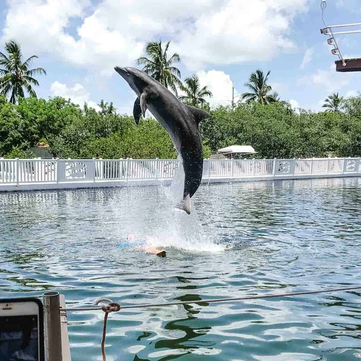 Dolphin jumping at Theatre of the Sea in Islamorada